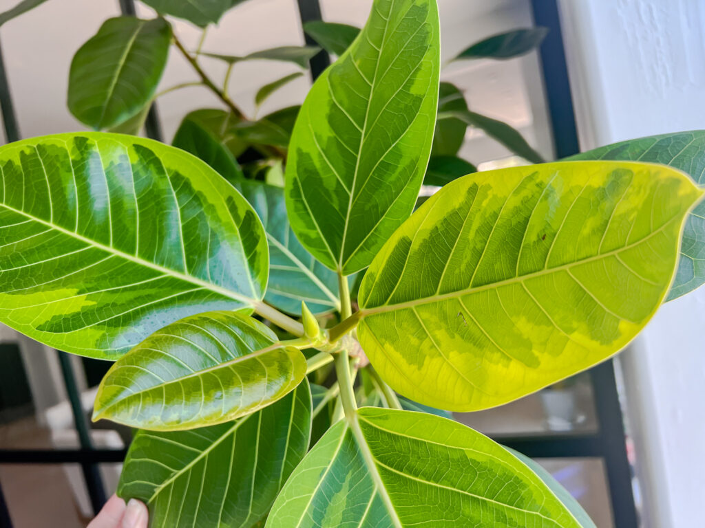 Ficus Audrey Summer time