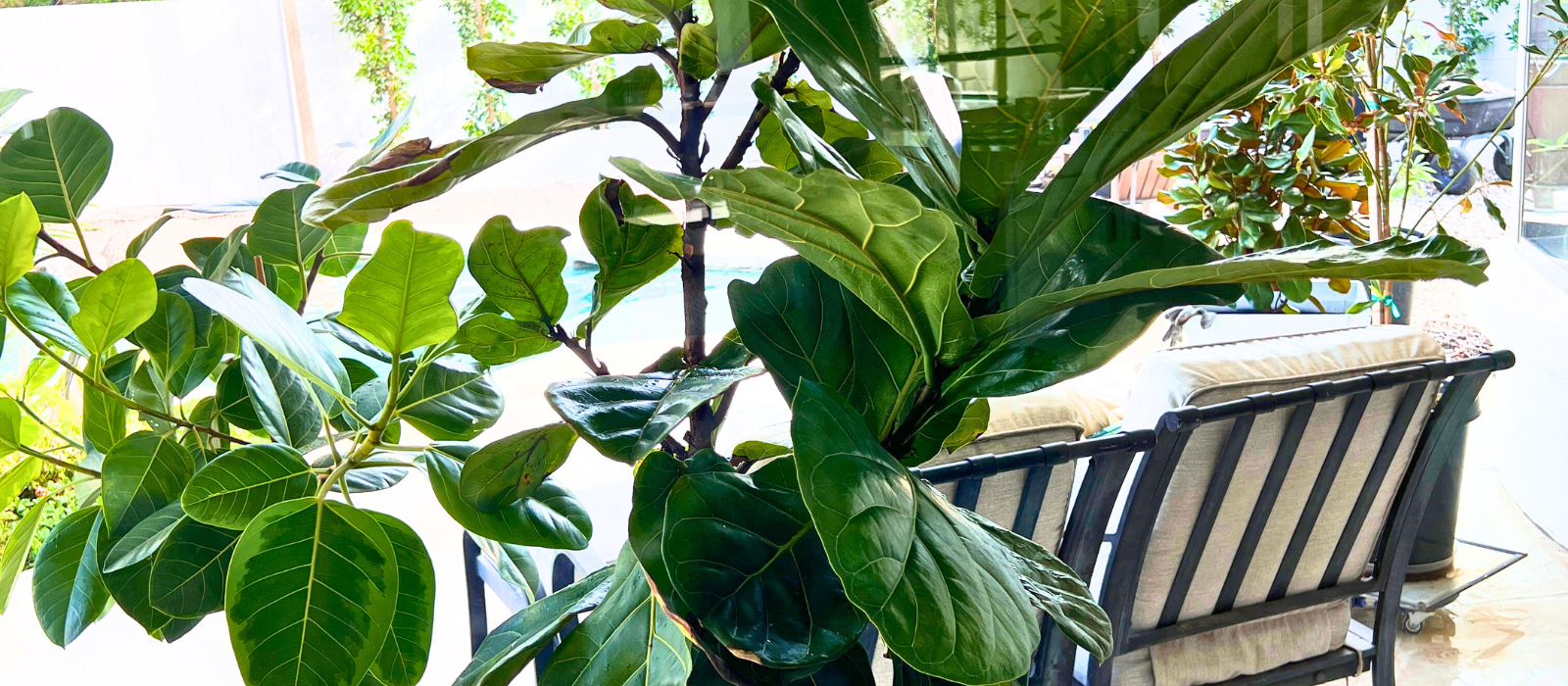 Top 3 Reasons to Grow Ficus Audrey Plant