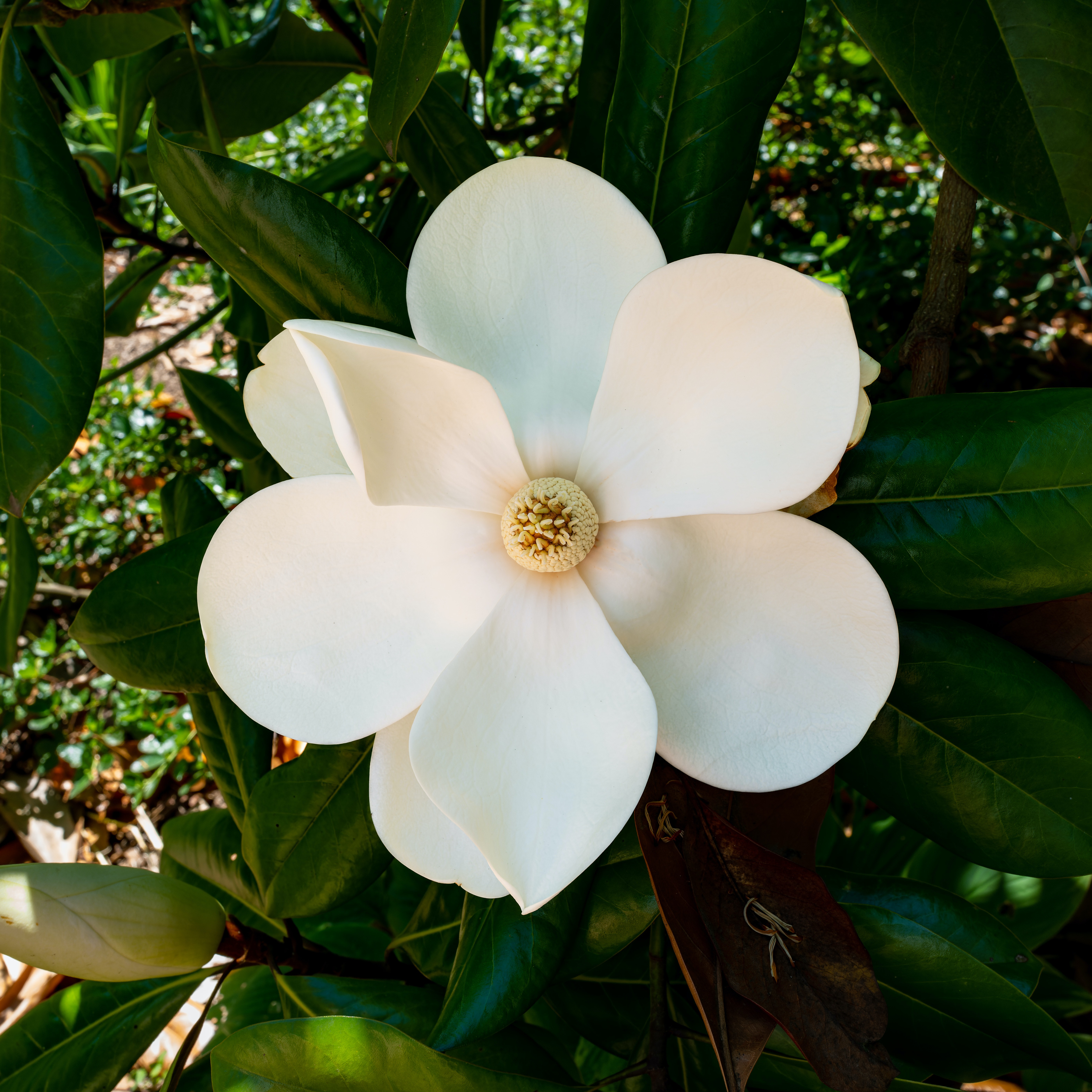 magnolia flower