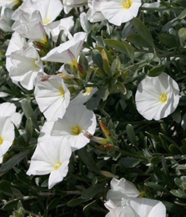 Mystery: Solved! “Silverbush” aka “Morning Glory Bush” – Convolvulus Cneorum