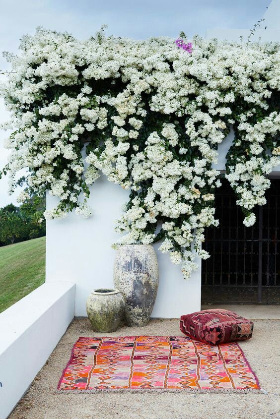 White bougainvillea Miss Alice