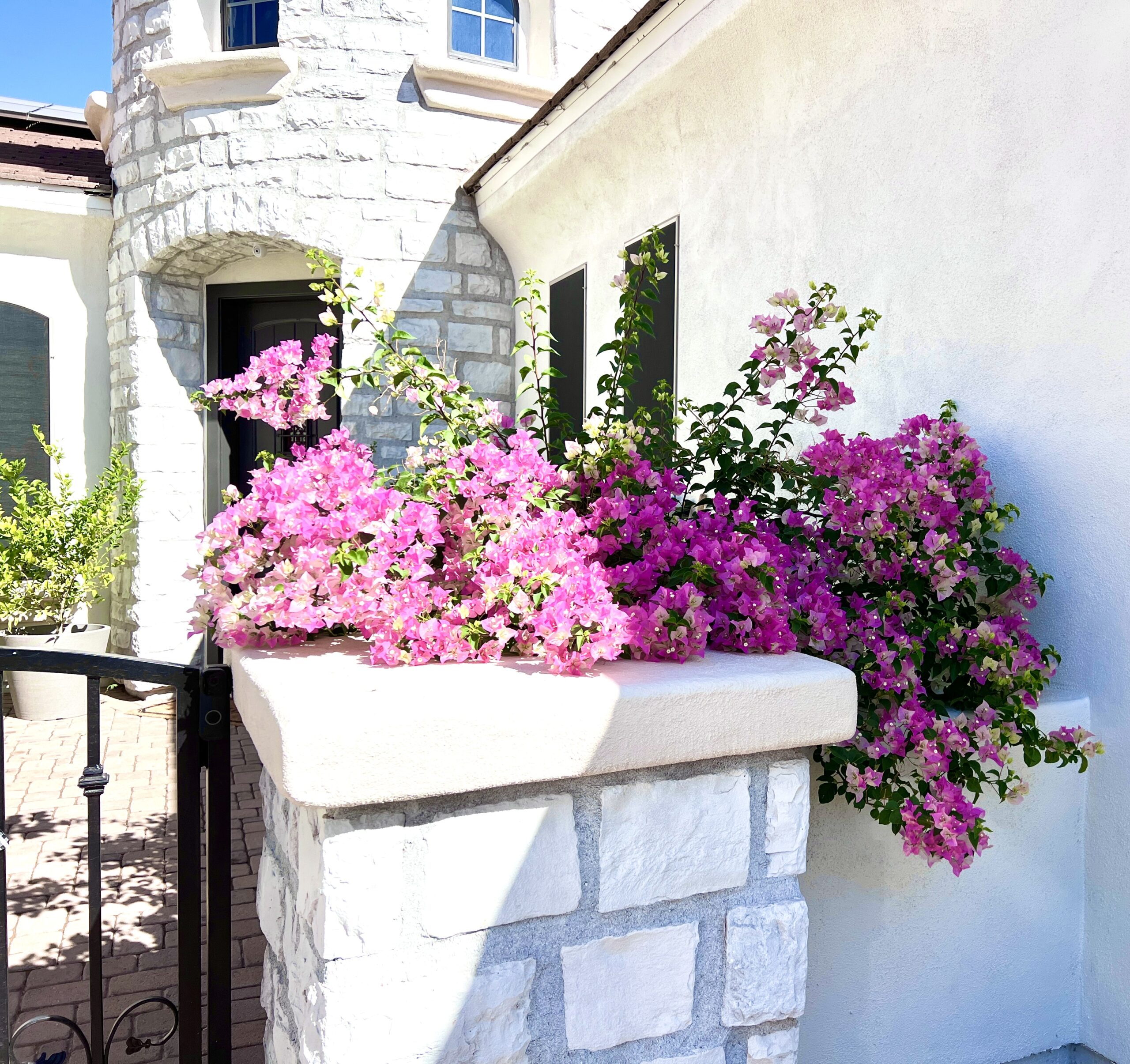 Pink Champagne Bouganvillea