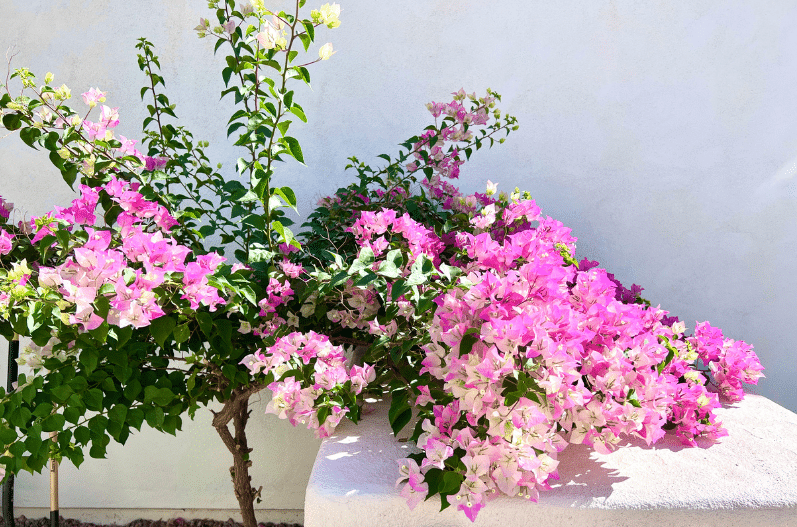 pink white bouganvillea