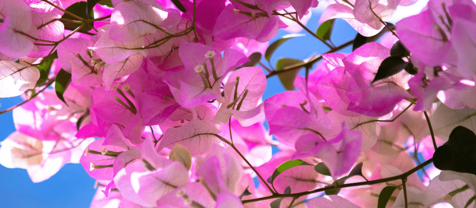 Discovering New Plants – Champagne Pink Bougainvillea